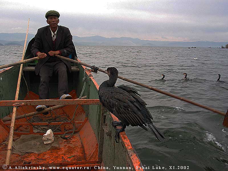 Рыбалка с бакланами. Фотографии из Китая. Путешествие в Дали и на озеро Эрхай. Рыбак и баклан. Cormorant fishing, Erhai Lake, China.