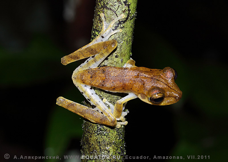 Древесная лягушка. Амазония, Эквадор. Макрофотография.