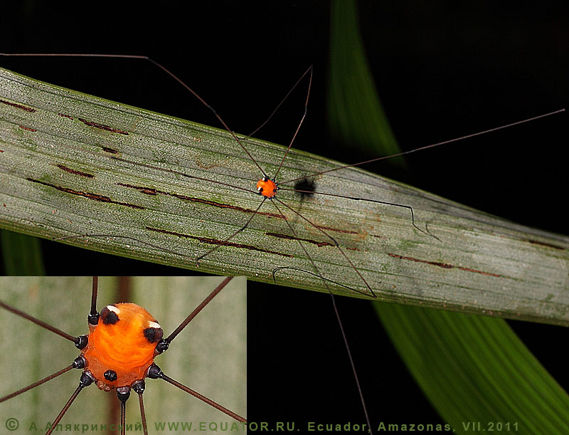 Оранжевый паук-сенокосец из Амазонии (Эквадор). Макрофотография.
