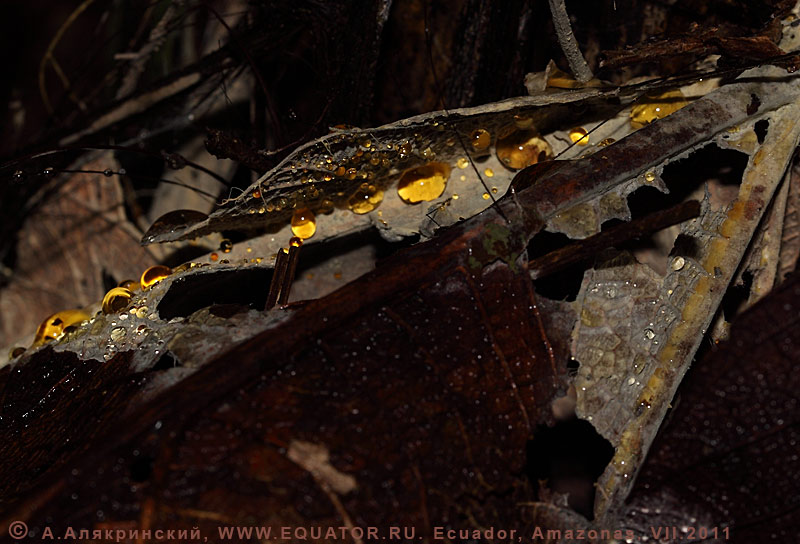 Янтарные дождевые капли в амазонском лесу. Эквадор. Макрофотография.