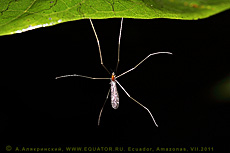 Диптера, висящая на листе на двух передних ногах. амазонский лес. Эквадор. Макрофотография.