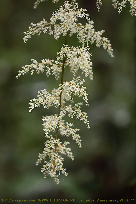 Цветки эквадорского растения (из Амазонии).