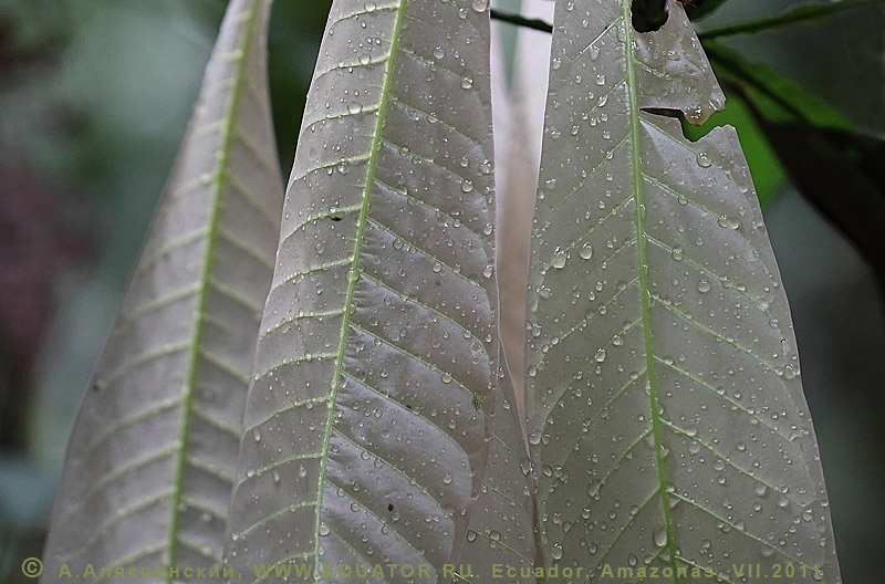 Белые листья амазонского растения (Эквадор).