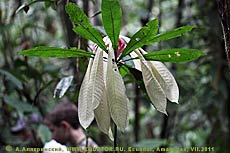 Белые листья. Эквадорское растение, найденное в Амазонии.