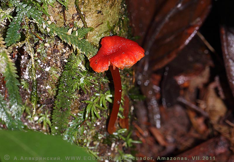 Яркий оранжевый гриб в амазонском лесу. Эквадор. Макрофотография.