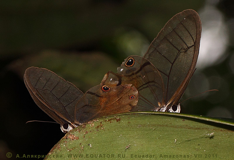 Прозрачные бабочки Эквадора. Амазония.