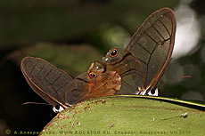 Прозрачные бабочки Эквадора. Спариваются.