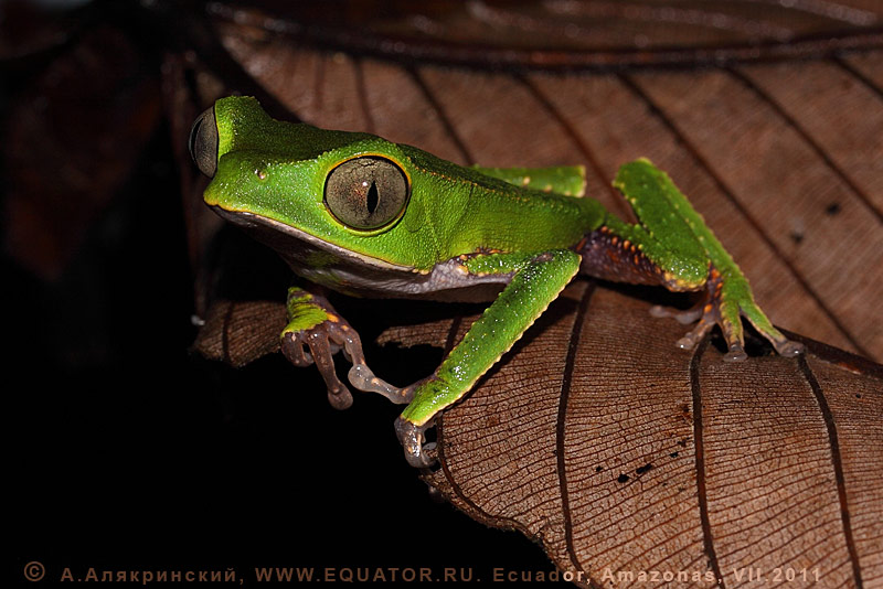 Зеленая древесная лягушка. Великолепный экземпляр, заснятый в эквадорском тропическом лесу. Макрофотография. Эквадор.