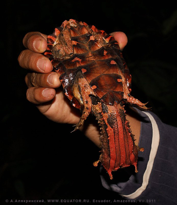 Черепаха мата-мата Chelus fimbriatus / Ecuador, mata mata