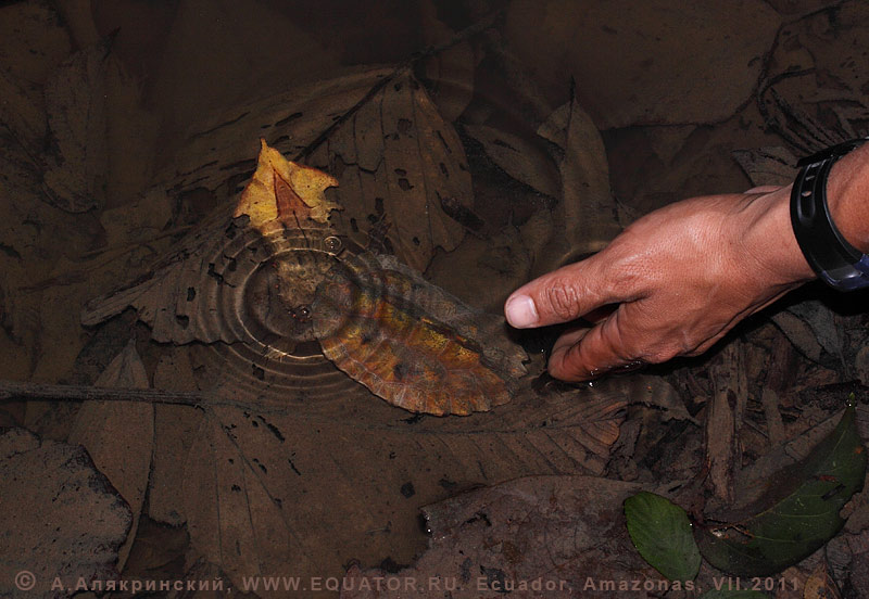 Черепаха мата-мата Chelus fimbriatus / Matamata Ecuador