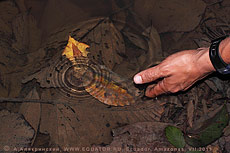 Черепаха мата-мата Chelus fimbriatus. Путешествие в Эквадор.