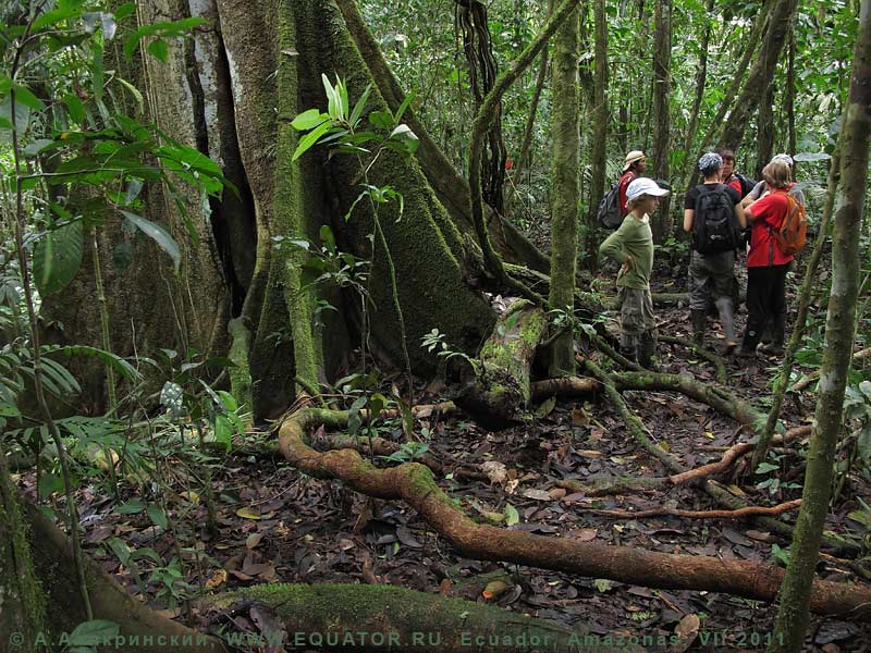 Амазонский лес в Эквадоре.