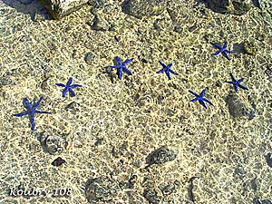 Морские звёзды на Фиджи