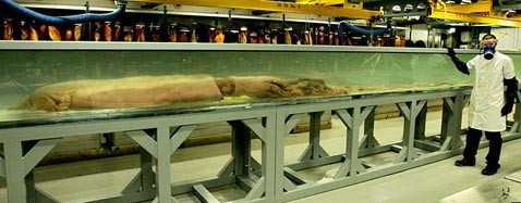 Фото гигантского кальмара в Музее Естественной Истории в Лондоне