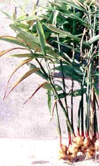 Имбирь (растение целиком) Zingiber officinale