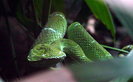 змея из Индонезии, меняющая окраску, змея-хамелеон