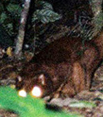 Новый вид млекопитающего с острова Борнео, фото с сайта utro.ru