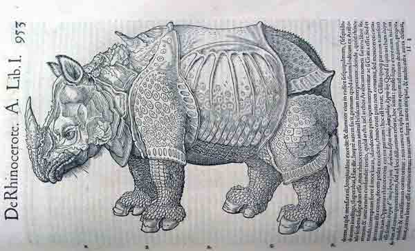 носорог (гравюра)