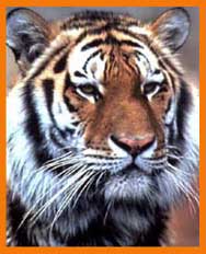 Южно-китайский тигр (Panthera tigris amoyensis)