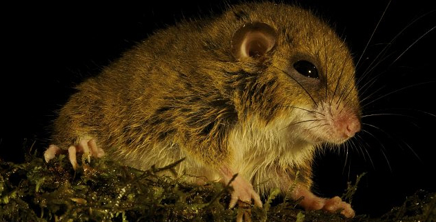 Лесная мышь - новый вид из Новой Гвинеи (Индонезия)