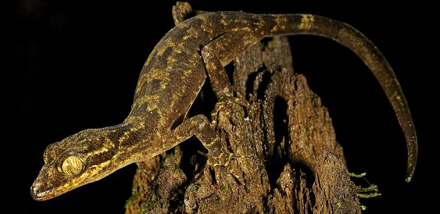 Обнаружен новый вид геккона, который относится к роду Critodactylus