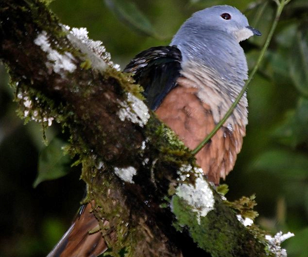 Императорский голубь Ducula sp. nov. Новый вид голубей, найден на острове Новая Гвинея (Индонезия)
