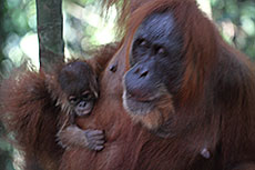 Суматранский орангутан. Мать и дитя.