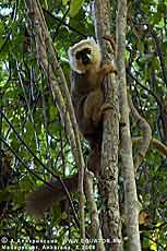 А вот и первый "дикий" лемур. Национальный парк Анкарана, Мадагаскар.