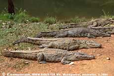 Пляжный отдых крокодилов. Андасибе. Мадагаскар.