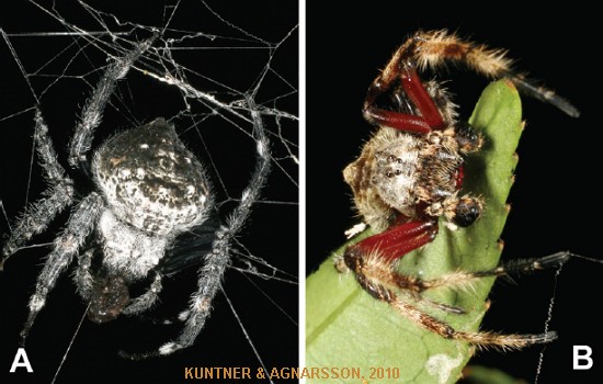 Самка (А) и самец (В) нового вида пауков из Мадагаскара.