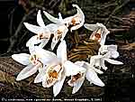 Орхидеи Калимантана - фото А. Алякринского