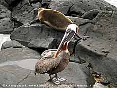 морской лев и пеликан - соседи по Галапагосским островам