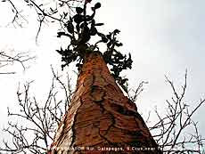 гигантская галапагосская опунция Opuntia echios gigantea - почти настоящее дерево (высота до 12 м!). Остров Санта-Крус.