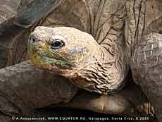 галапагосская, или гигантская черепаха, Geochelone elephantopus на острове Санта-Крус