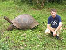 галапагосская, или гигантская, или слоновая черепаха (слева!), Geochelone elephantopus