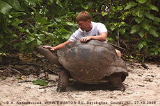 Сейшельская черепаха - гигантский размер.